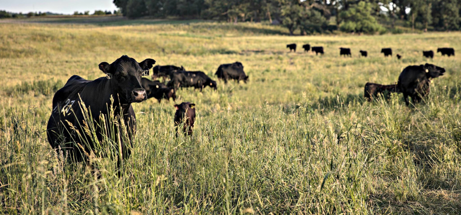 USA National Beef Controllato Da Marfrig Acquisisce Il 100 Di Iowa