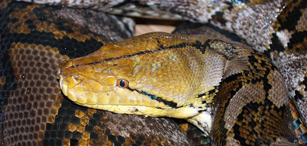 Kering opens python farming in Thailand | LaConceria | Il portale dell ...